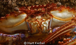 Night dive in Indonesia. G10 in Fisheye FIX G10 housing, ... by Hart Kerbel 